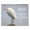 Buscar egrets fotografía Pájaros
