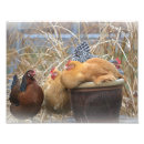 Buscar corral fotografía Gallinas