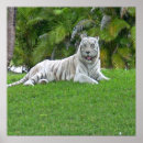 Buscar tigre blanco posters General y unisex
