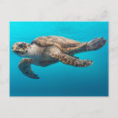Buscar tortugas postales Azul