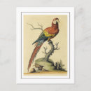 Buscar loros postales Vintage