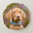 Buscar puppy cojines Divertido