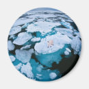 Buscar extinción imanes Oso polar