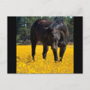 Buscar animal del campo postales Caballo