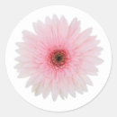 Buscar palidezca postales Flor