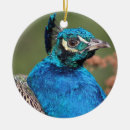 Buscar pluma del pavo real adornos Avena