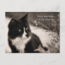 Buscar adopte postales Gato