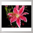 Buscar stargazer posters Flor