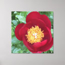 Buscar peony lienzos Inmoralidad