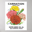 Buscar claveles posters Jardinería