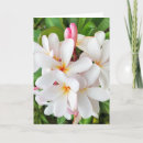 Buscar plumeria tarjetas Frangipani