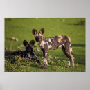 Buscar especie posters Animales