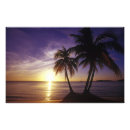 Buscar negril fotografía Palmera