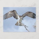 Buscar osprey postales Ave