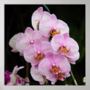 Buscar orquídeas posters General y unisex
