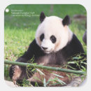 Buscar pandas gigantes pegatinas Panda gigante