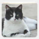 Buscar gato fotografía pegatinas 9 º gata