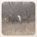 Buscar venado de cola blanca posavasos Vida silvestre