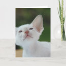 Buscar gatito siamés tarjetas Blanco