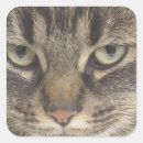 Buscar cara del gato pegatinas General y unisex