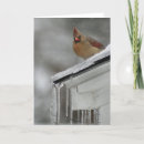Buscar cardinal tarjetas Femenino