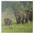 Buscar elefante indio azulejos Parque nacional corbett