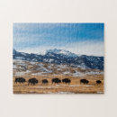 Buscar bisontes puzzles Montana