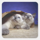 Buscar ojos de gatos pegatinas Animal