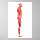 Buscar sistema muscular posters Fondo blanco