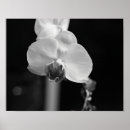 Buscar flor de orquídea posters General y unisex