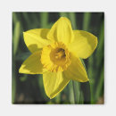 Buscar narcisos imanes Naturaleza