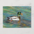 Buscar mallard duck postales Pato