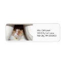 Buscar el mirar a escondidas postales Gatito