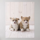 Buscar sentada del bebé posters Animales