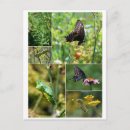 Buscar crisálida postales Mariposa