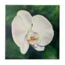 Buscar orquídea azulejos Acuarela