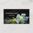 Buscar plumeria tarjetas de visita Flores