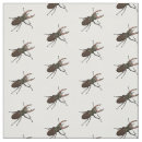 Buscar escarabajos telas Insecto