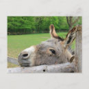 Buscar burro divertido postales Foto