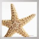 Buscar estrellas de mar posters Sealife