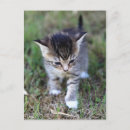 Buscar katze postales 9 º gata