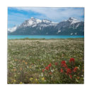 Buscar flor nacional azulejos Parque nacional glaciar