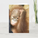 Buscar orangutanes tarjetas Animales