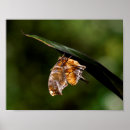 Buscar signo de interrogación posters Naturaleza