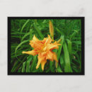 Buscar daylily postales Lirio