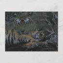 Buscar cachorro de tigre postales Vida silvestre