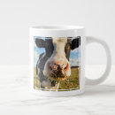 Buscar vacas lecheras tazas Pasto