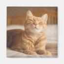 Buscar para dormir imanes Gatitos