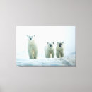 Buscar osos lienzos Oso polar