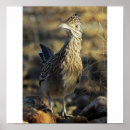 Buscar roadrunner posters Animales